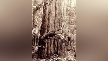 巨大木の伐採