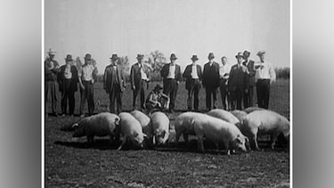 1923年の養豚
