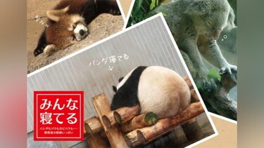 みんな寝てる ～パンダもゾウもカピバラも・・・動物達の寝顔いっぱい～
