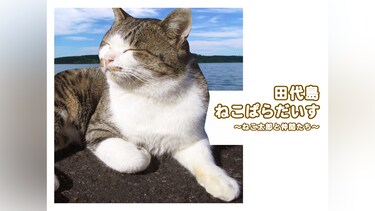 田代島 ねこぱらだいす ～ねこ太郎と仲間たち～