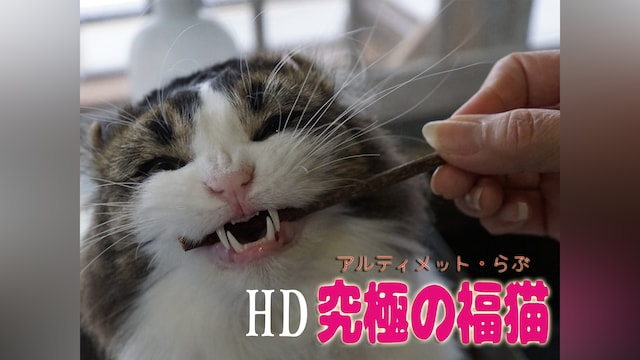 究極の福猫-アルティメットらぶ-
