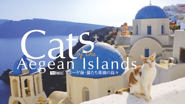 エーゲ海・猫たち楽園の島々 Cats of the Aegean Islands