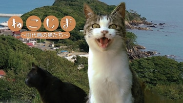 ねこじま〜田代島の猫たち〜