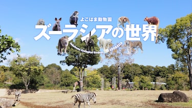 よこはま動物園ズーラシアの世界 Yokohama Zoological Gardens ZOORASIA