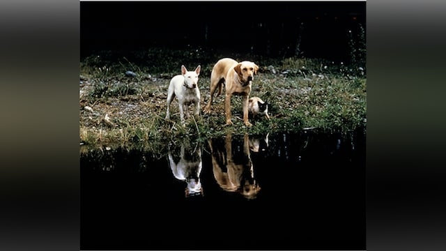 三匹荒野を行く