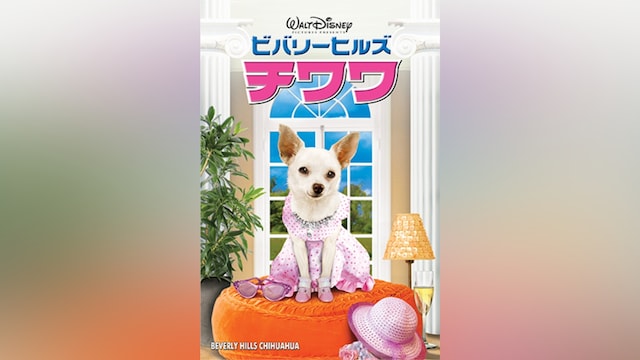 ビバリーヒルズ・チワワ