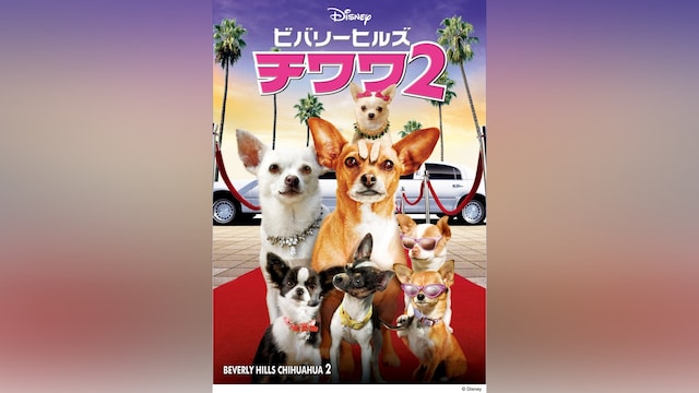 ビバリーヒルズ・チワワ2