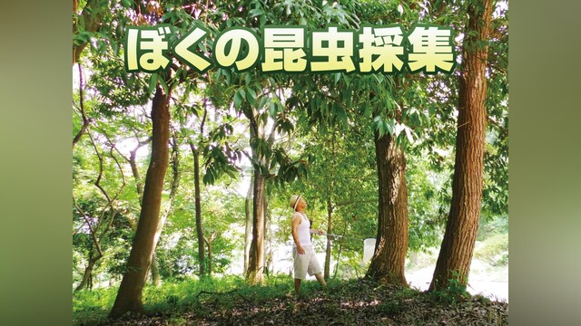 ぼくの昆虫採集