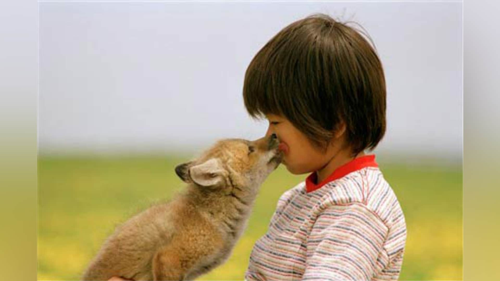 子ぎつねヘレン