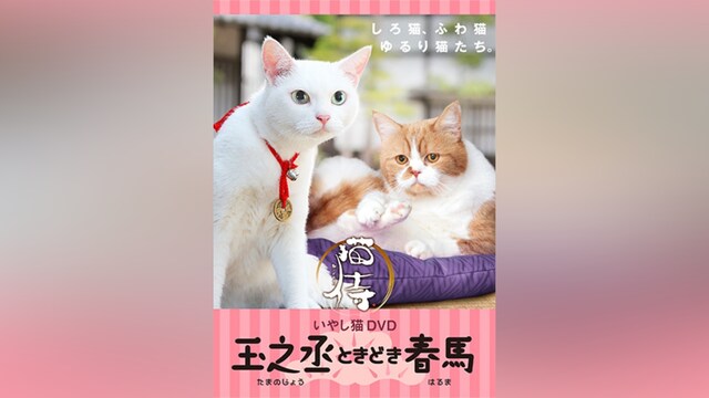 猫侍 玉之丞ときどき春馬