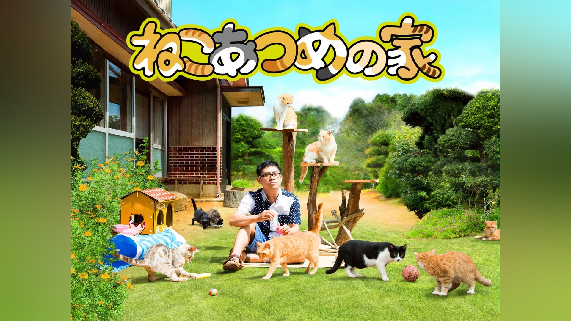 ねこあつめの家(ニャンダフル版) [Blu-ray] 中古】ねこあつめの家ニャンダフル版 DVD ねこあつめの家