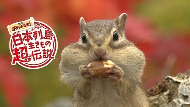 日本列島生きもの超伝説 劇場版ダーウィンが来た！