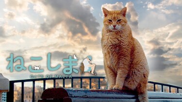 ねこしま