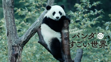パンダのすごい世界