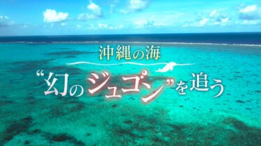 BS4K特集「沖縄の海　“幻のジュゴン”を追う」