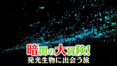 暗闇の大冒険！　発光生物に出会う旅