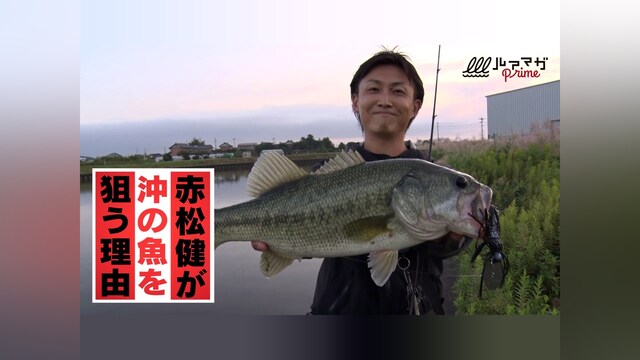 赤松健が沖の魚を狙う理由