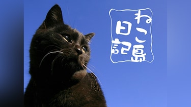 ねこ島日記