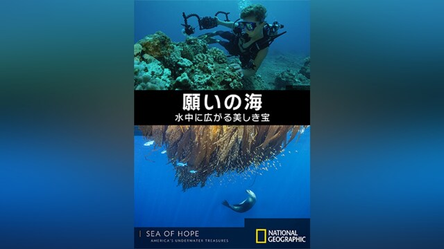 願いの海：水中に広がる美しき宝