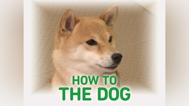 HOW TO THE DOG
