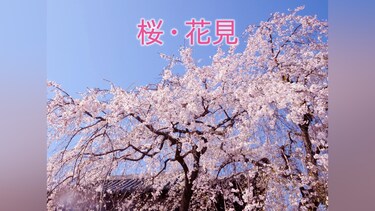 桜・花見