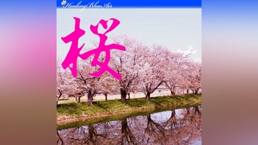【Healing Blue Air ヒーリングブルー・エア】 桜 Sakura