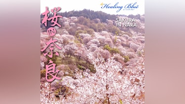 【Healing Blueヒーリングブルー】桜in奈良 SAKURA in NARA