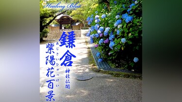 【Healing Blueヒーリングブルー】鎌倉 神社仏閣 紫陽花百景 Hydrangea 100 Views of Shrines and Temples in Kamakura