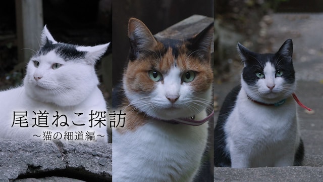 尾道ねこ探訪
