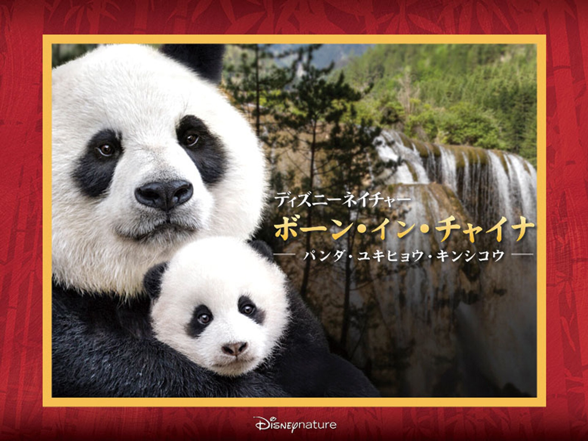 初回特典付き Dvd ディズニーネイチャー ボーン イン チャイナ パンダ ユキヒョウ キンシコウ 国内盤uhd 映像 Dvd Arbaldas Lt