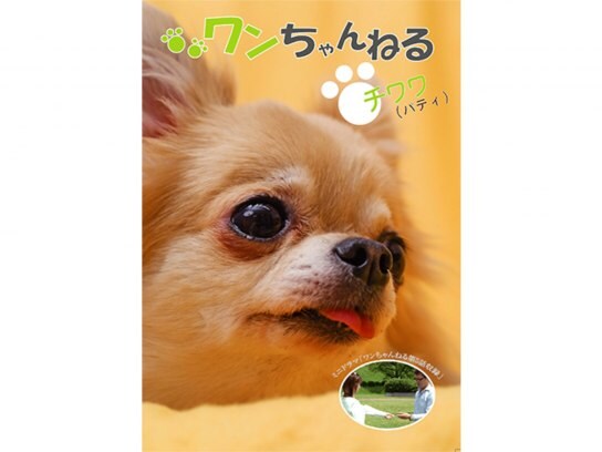 バラエティ ワンちゃんねる チワワ パティ の動画 初月無料 動画配信サービスのビデオマーケット