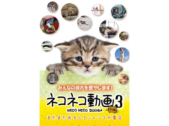 かわいい動物の動画を配信中 初月無料 動画配信サービスのビデオマーケット